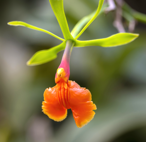 Diese Blume heisst tatsächlich Truthahnorchidee