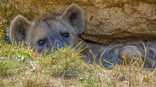 Eine Hyäne geniesst im Leipziger Zoo den Schatten