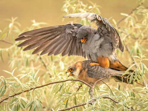 Red-footed Falcons at their favorite pastime