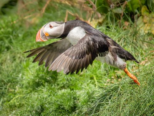 Puffins aren't great flyers, but they DO manage to get up in the air