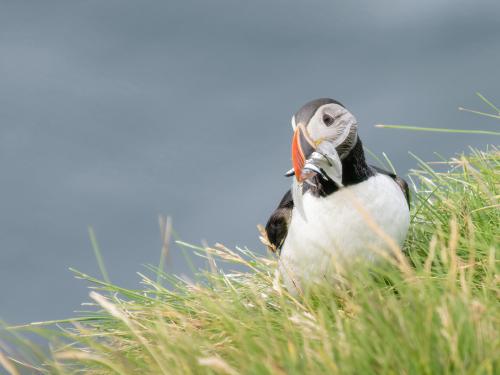 A Puffin looking for his offspring