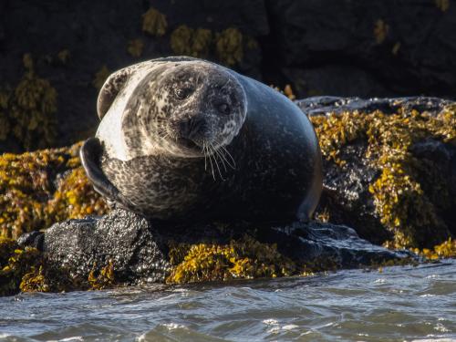 A Seal taking a bath in the sun