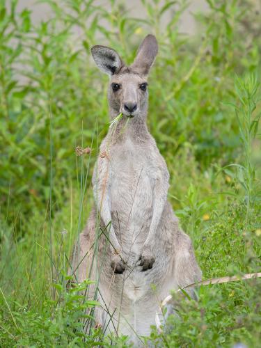 A deeply relaxed Kangaroo