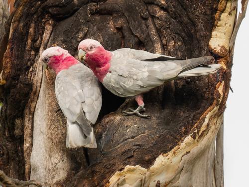 Galahs in front of their nest