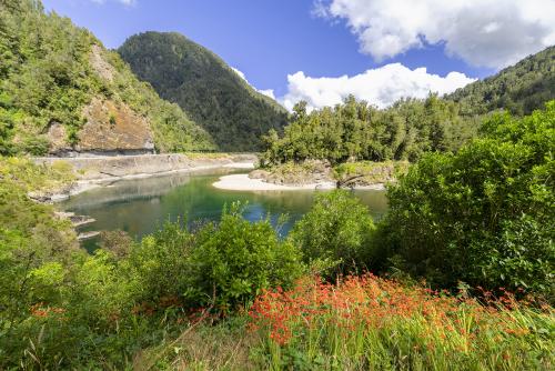 The Buller River Gorge is a scenic spot on the South Island 