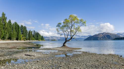 This is THE most photographed tree on Lake Wanaka
