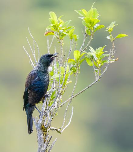 The Tui is easy to recognize by its white wattle