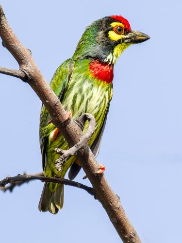 Coppersmith Barbets have a nerve-wrecking call