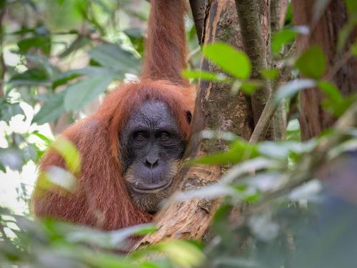Diese Orangutan-Mutter beäugte uns misstrauisch