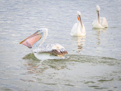 A Dalmatian Pelican triumphantly protects its fish