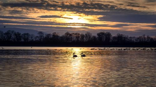 Pelikane und Kormorane im Morgenlicht