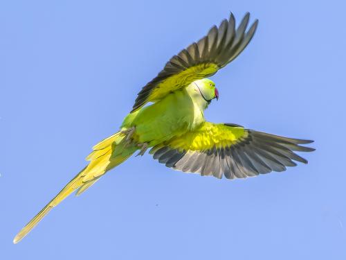 A Rose-ringed Parakeet taking off