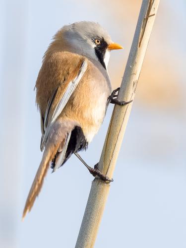 The Bearded Reedling got its name for a reason