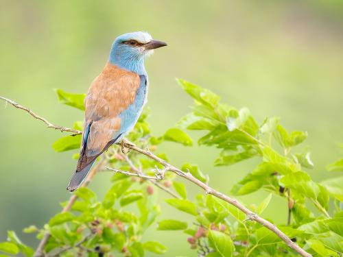 European Roller, ready for a portrait shooting session