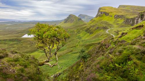 A lone tree in the Quiraing mountain range