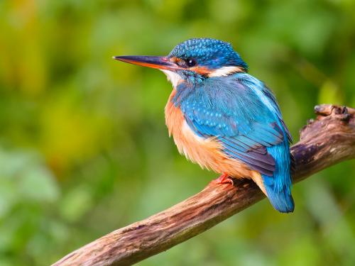 A Common Kingfisher enjoying the day