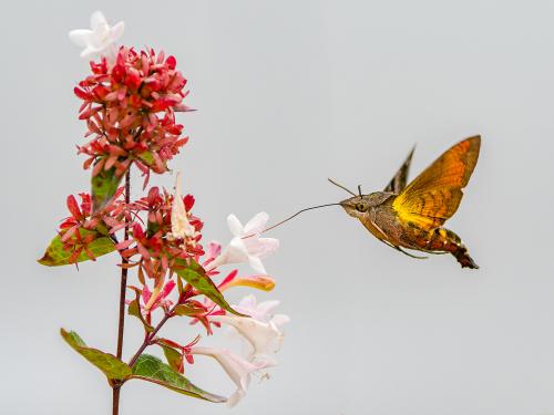 The Hummingbird Hawk-moth behaves just like a hummingbird does