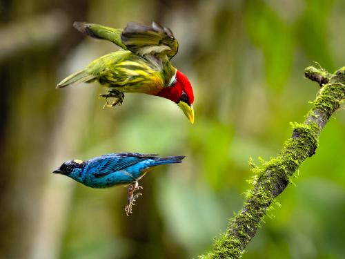 A Red-headed Barbet chases a Golden-naped Tanager off its perch