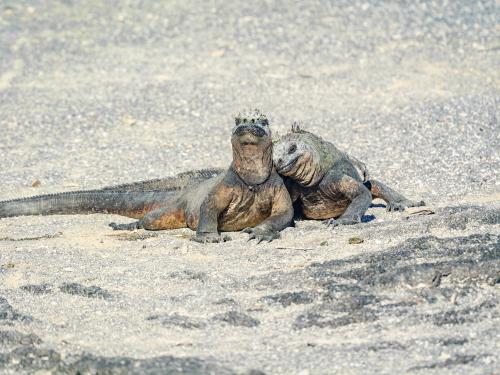 A pair of Marine Iguanas posing for their wedding photo