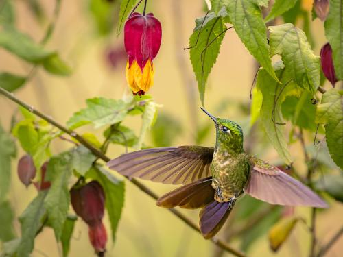 A Tyrian Metaltail roaming a hummingbird garden