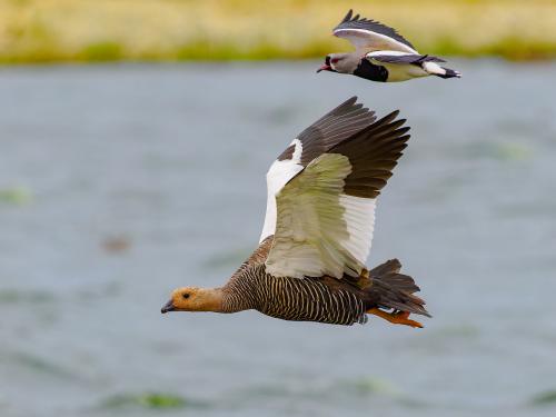 An Upland Goose and a Southern Lapwing practicing synchronous flying