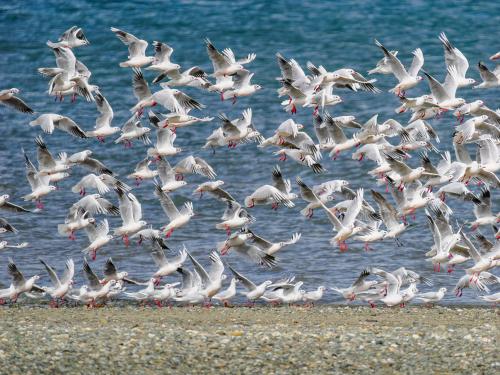 Brown-hooded Gulls in flight