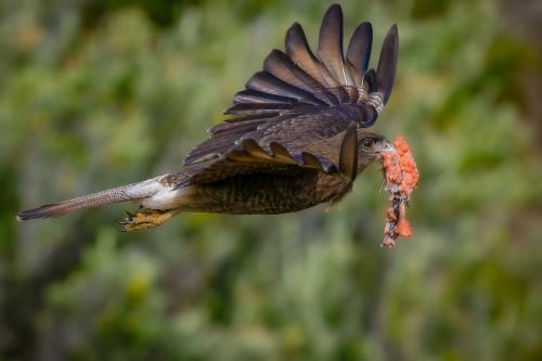 A Chimango Caracara managed to rip some meat off a dead fish