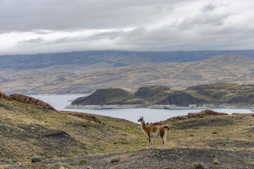 A Guanaco amidst spectacular Torres del Paine NP