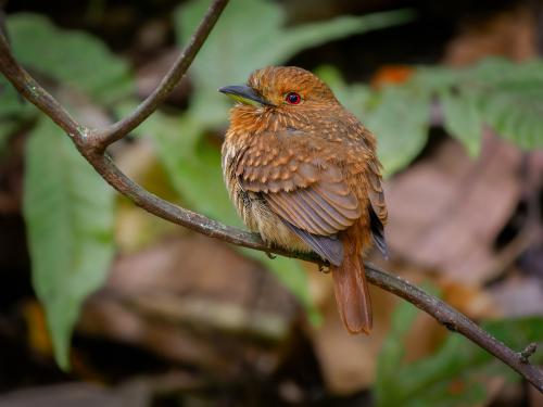 The White-whiskered Puffbird is a patient bird