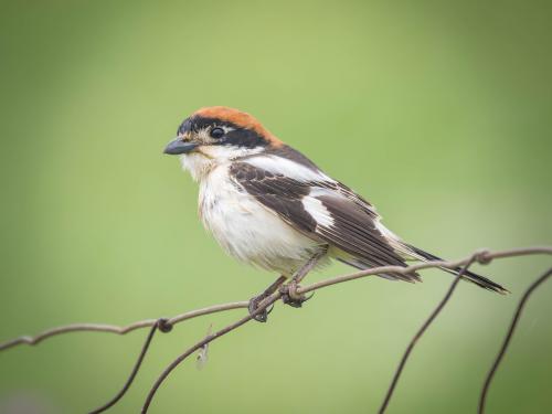 The Woodchat Shrike is 'near threatened' but still fairly common in this remote region 