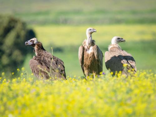 A Cinereous Vulture and two Eurasian Griffon Vultures look for opportunities