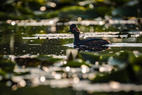 Black-necked Grebe at sunset