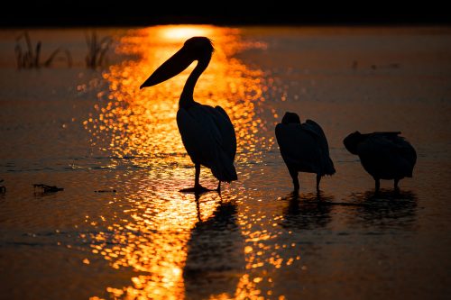 Rosapelikane im letzten Abendlicht