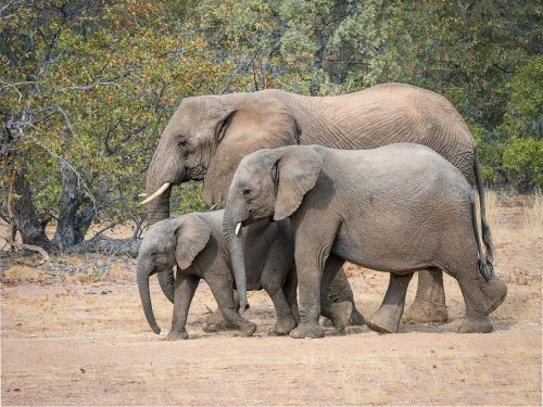 Elephants in all sizes 