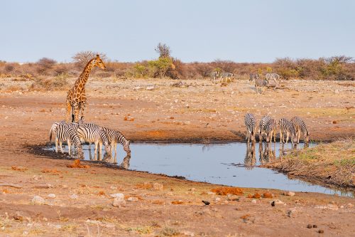 Giraffe and Zebras at waterhole