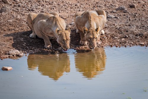 Thirsty lions