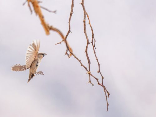Sociable Weaver in flight near its huge nest