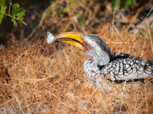 A Southern Yellow-billed Hornbill caught a delicacy