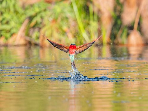 Southern Carmine Bee-eater re-emerging from the water
