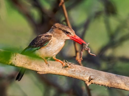 The Striped Kingfisher seems happier than the frog