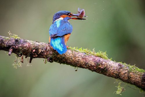 A Kingfisher reports success!