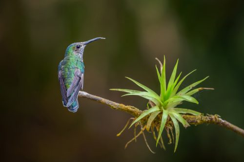 Ein Weibchen des Blauschwanz-Buffonkolibris