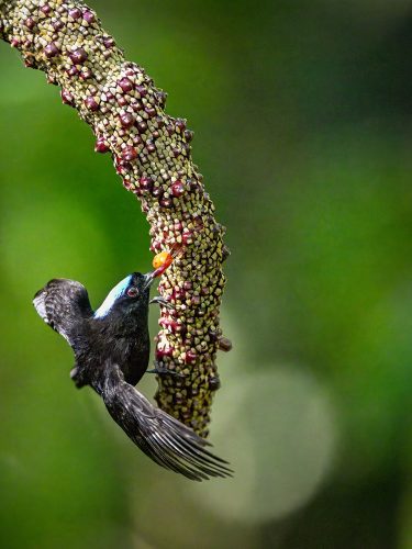 The Velvety Manakin is one of the smallest birds
