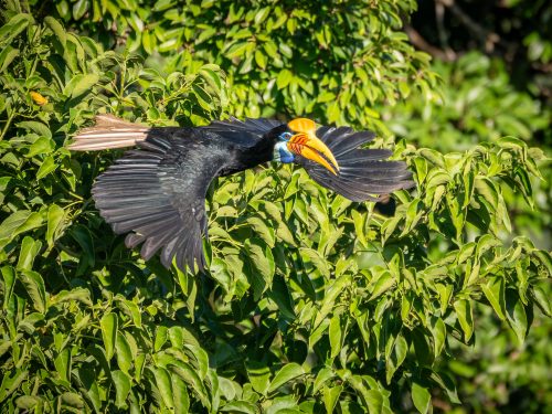Der Helmhornvogel ist ein seltsames Geschöpf