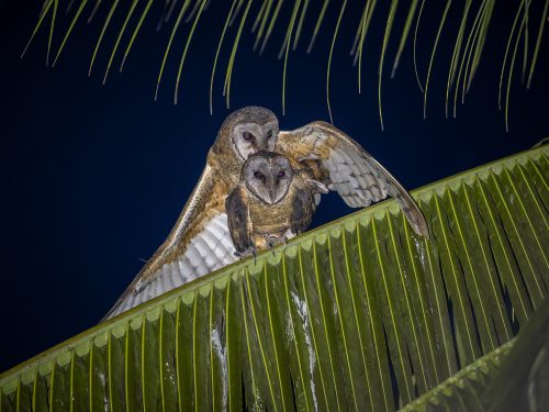 Sulawesi-Schleiereule bei der Begattung