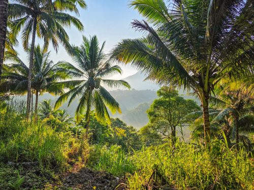 Auf der Insel Sulawesi