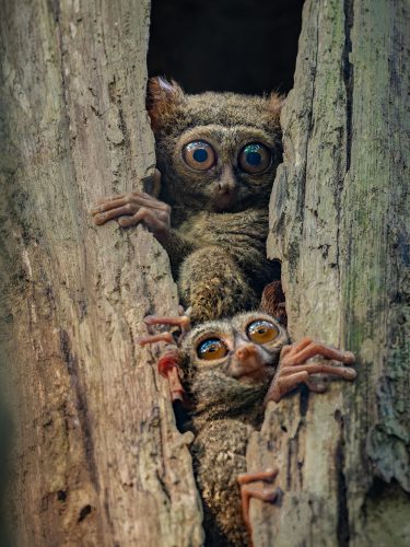 Koboldmakis erinnern an Gremlins
