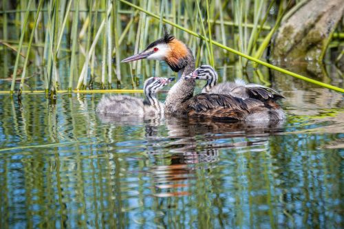 Great Crested Grebes always stay close to their chicks
